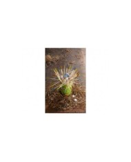 EL CUCO ESTRENA NIDO 4010168228532  8,78 €